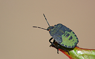 Green Shieldbug (Final instar nymph, Palomena prasina)